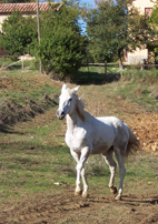Clicca per ingrandire !!